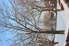 雪地面树分支机构冬天降雪季节