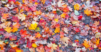 色彩斑斓的叶子公园地板上秋天