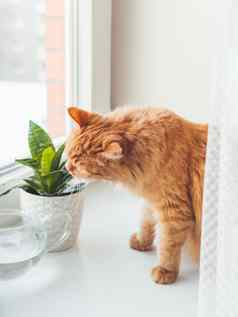 可爱的姜猫嗅探在室内植物花能无忧无虑毛茸茸的宠物气味多汁的植物白色窗口窗台上和平植物爱好园艺首页