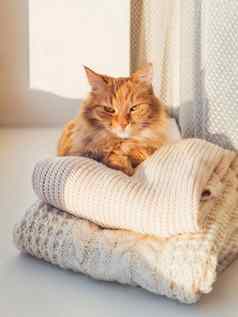 可爱的姜猫谎言桩cable-knitted毛衣冬天日落毛茸茸的宠物窗口窗台上温暖的衣服