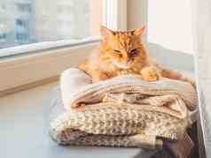 可爱的姜猫睡觉桩cable-knitted毛衣冬天日落毛茸茸的宠物窗口窗台上温暖的衣服