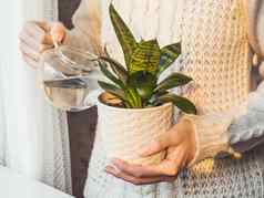 女人针织毛衣浇水无忧无虑在室内植物白色花能和平植物爱好园艺首页冬天日落