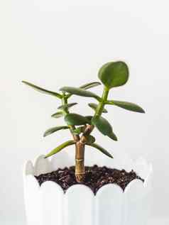 花能叉状的crassula多汁的植物白色背景绿色叶子钱树象征运气和平植物爱好园艺首页