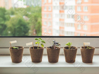 罗勒幼苗可生物降解的锅窗口窗台上绿色植物泥炭锅婴儿植物播种小锅园艺首页和平爱好