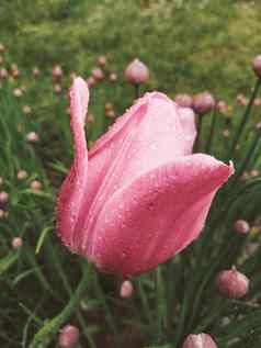 粉红色的郁金香花滴早....露水水滴脆弱的花瓣雨草坪上绿色草优雅的花