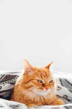 可爱的姜猫说谎毯子床上毛茸茸的宠物舒适定居睡眠舒适的首页背景复制空间