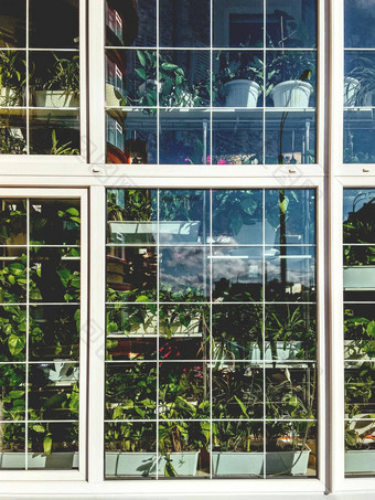 房间植物窗口玻璃在室内花绿色叶子货架上园艺首页和平爱好放松休闲首页温室
