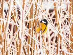 山雀parus坐着冻树分支色彩斑斓的鸟冬天森林