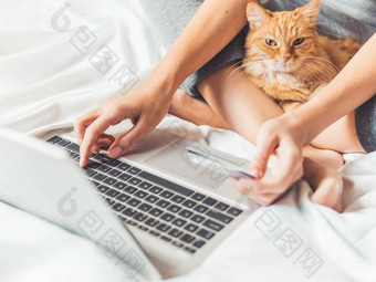 可爱的姜猫女人床上移动PC女人使在线<strong>订单支付</strong>信贷卡片在线购物早....睡觉前毛茸茸的宠物