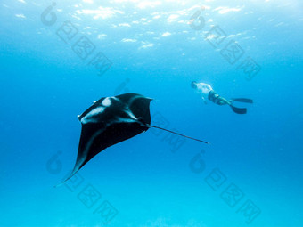 水下视图徘徊巨大的海洋外套雷外套比罗斯特里斯男人。免费的潜水蓝色的海洋看<strong>海底世界</strong>冒险浮潜之旅马尔代夫岛屿