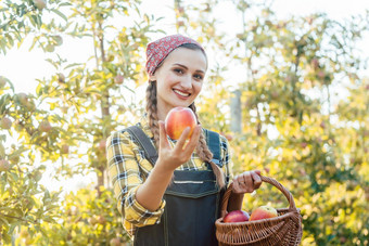 水果农民女人收获苹果篮子
