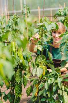 女人园丁商业温室日益增长的贝尔胡椒