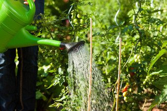 园艺夏天女人浇水植物