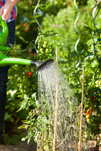园艺夏天女人浇水植物