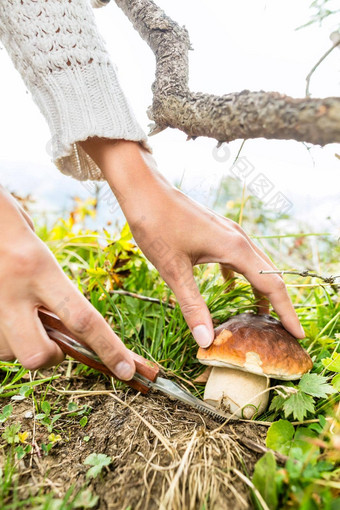 年轻的蘑菇<strong>选择器</strong>巴伐利亚阿尔卑斯山脉