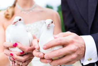 新娘夫妇婚礼白色鸽子