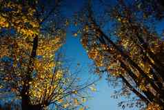 视图天空树黄色的树叶11月秋天