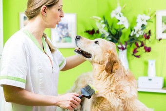 女人金寻回犬皮毛护理狗客厅