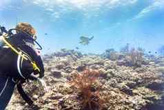 旅游潜水珊瑚礁看绿色海乌龟