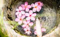 花朵柬埔寨花水木碗