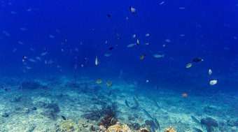 珊瑚礁鱼热带海水下