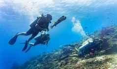 河豚伴随集团游客潜水潜水珊瑚礁