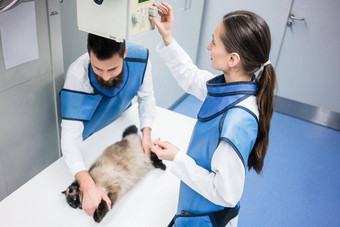 兽医x射线房间猫