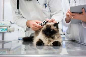 兽医诊所检查猫耳朵