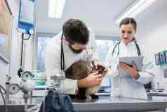 兽医医生检查猫病人听诊器