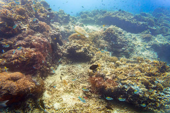 珊瑚礁鱼热带海水下