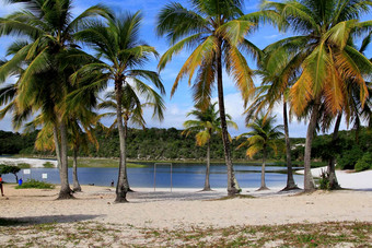 椰子树A2008续集环礁湖