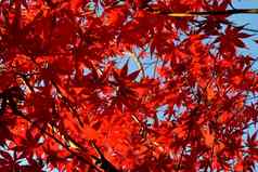日本掌状的枫木独特的红色的叶子秋天季节