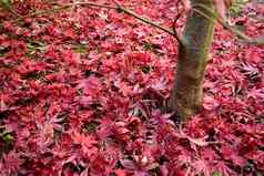 特写镜头日本枫木叶子经典秋天颜色