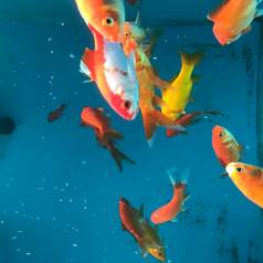 橙色金鱼蓝色的鱼缸宠物店