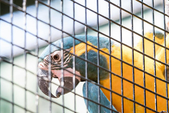 蓝黄相间金刚鹦鹉蓝色和金色金刚鹦鹉破阿拉鲁纳鸟鹦鹉科家庭著名的鹦鹉世界
