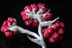 蜡菊sanguineum又名红色的永恒的花红色的反刍物杂草花朵晚些时候春天地中海地区犹太人的山以色列永恒的花