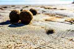 干海洋posidonia海藻球海滩沙子纹理