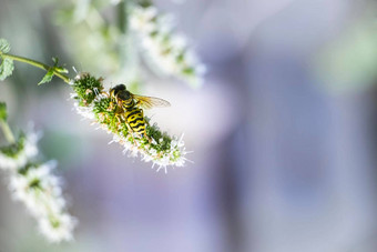 宏照片图像蜜蜂花舔花蜜花蜜蜂舔花蜜特写镜头