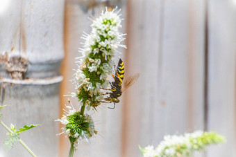 宏照片图像蜜蜂花舔花蜜花蜜蜂舔花蜜特写镜头