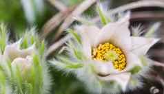 开放美丽的白色柔滑的花白头翁alpina春天花园