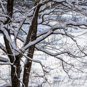 白雪覆盖的树分支机构自然<strong>风</strong>景白色雪冷天气<strong>冷淡</strong>的阳光明媚的