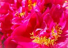 摘要花背景粉红色的红色的激烈的牡丹花瓣宏花背景假期设计