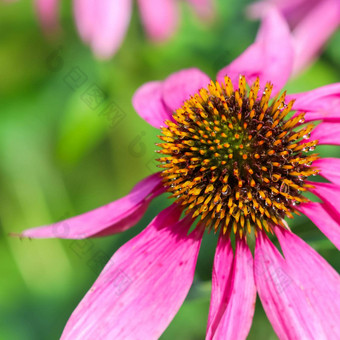 紫锥菊紫竹松果菊美丽的紫色的<strong>花露水</strong>滴