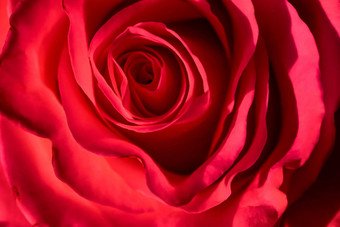 植物概念邀请卡软焦点摘要花背景红色的玫瑰花宏花背景假期品牌设计