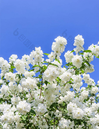 茉莉花花花园特写镜头分支机构白色花蓝色的天空
