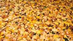下降黄色的枫木叶子秋天自然背景
