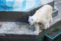 极地熊动物园