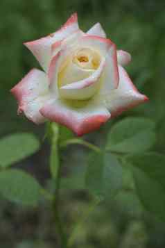 美丽的红色的白色玫瑰布什夏天花园