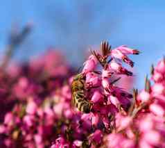 花背景粉红色的花蓝色的天空工作蜜蜂春天花园