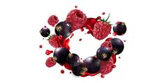 黑色的醋栗树莓飞溅红色的水果汁